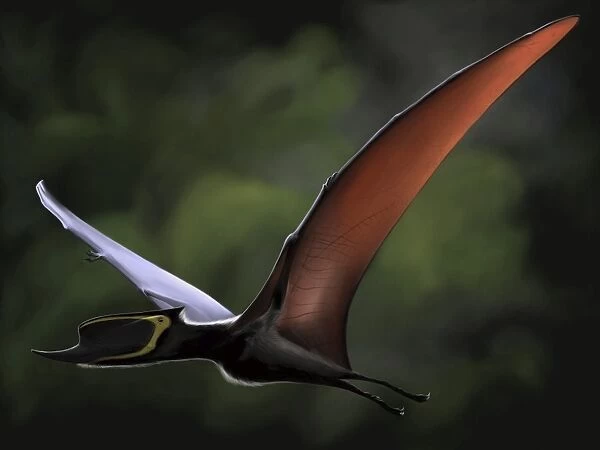 Dsungaripterus with wings spread in flight