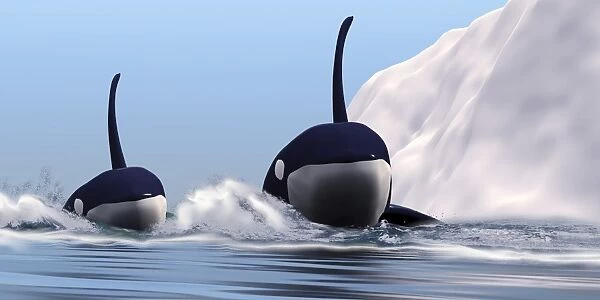 Two orca whales pass near an iceberg in the north Arctic Ocean