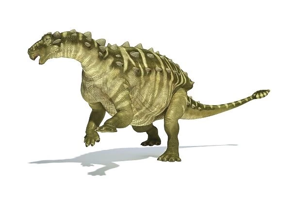 Talarurus dinosaur on white background