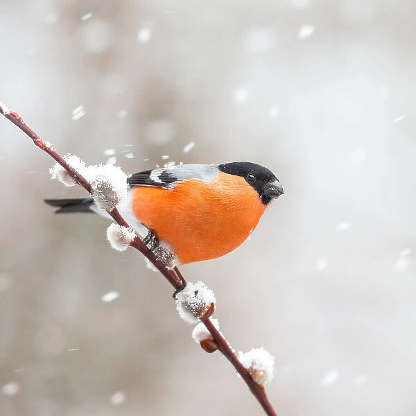 Bullfinch in a snowstorm