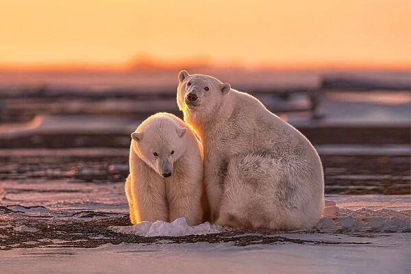 Polar bears at sunset