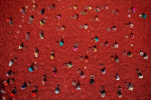 Women picking red chilies