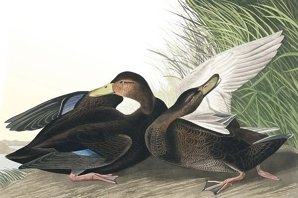 Dusky Duck, Anas Obscura, 1845