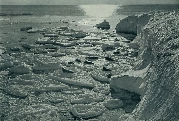 Seals Basking on Newly Formed Pancake Ice Off Cape Evans, c1910–1913, (1913)