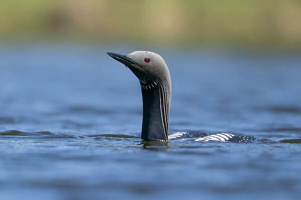 Common Loon (Gavia immer), also known as the Great Norther Diver, swimming in the tranquil water; Whitehorse, Yukon, Canada