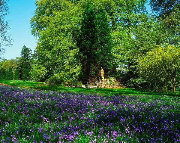 Emo Court, Co Laois, Ireland; Sculpture Amongst Bluebells During Spring