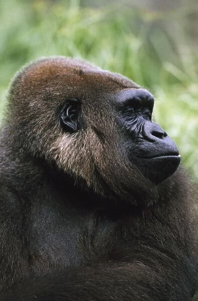 Gorilla Profile Portrait; Captive, Native To Rainforest Region Of Western Africa