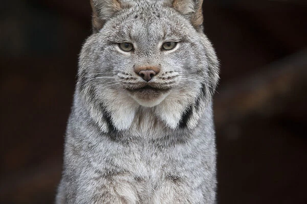 A Grey Lynx Staring At The Camera