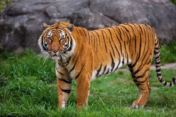 Portrait of the Indochinese Tiger at a zoo