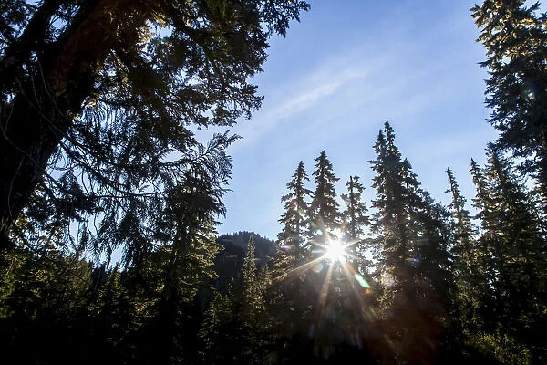 Sun poking through trees, High Divide Trail, Olympic National Park, Washington, USA