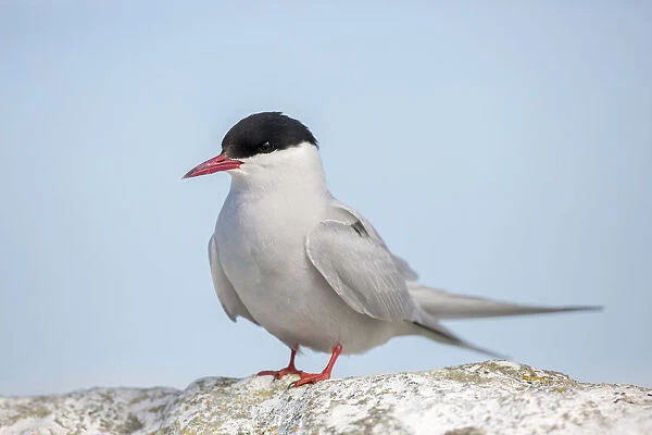 Arctic Tern (Sterna paradisaea), Farne Islands, United Kingdom