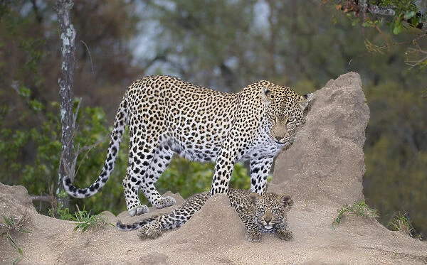 Leopard (Panthera pardus) female and her young resting, South Africa, Mpumalanga