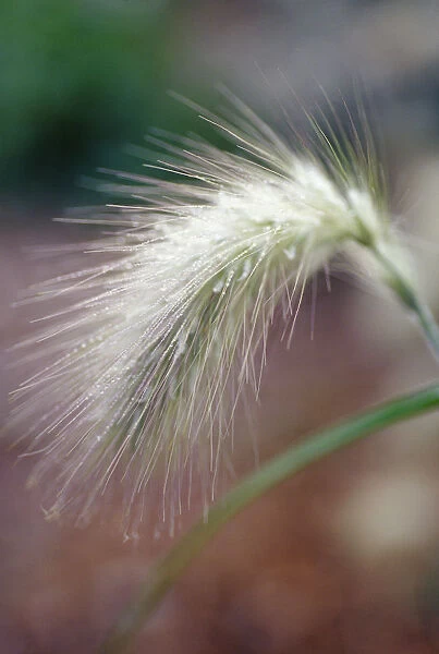 CS_1924. Pennisetum orientale. Oriental fountain grass. Brown subject. Mauve b / g