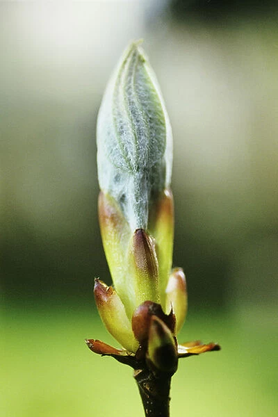 CS_2045. Aesculus hippocastanum. Horse chestnut. Green subject