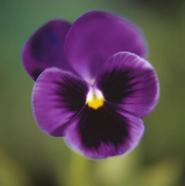 EJ_0034. Viola wittrockiana. Pansy. Purple subject. Green b / g