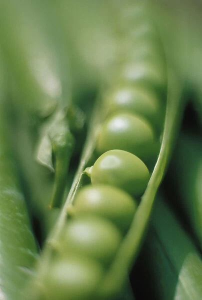 RF_FV15. Pisum sativum. Pea. Green subject. Green b / g