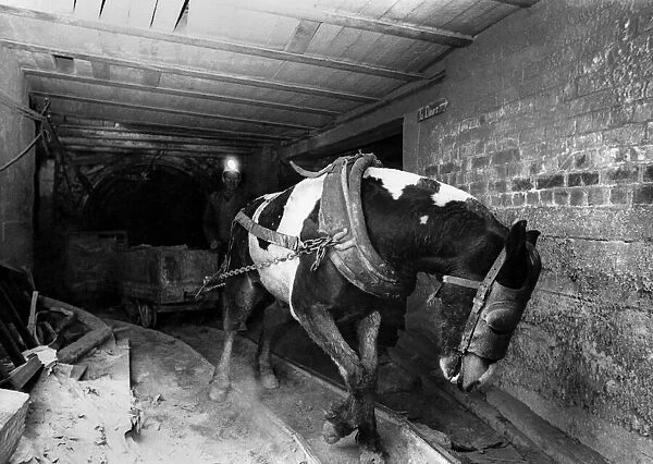 Pit ponies reaching the end of the road at the coal mine. April 1969 P017736