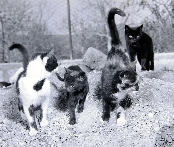 Stray cats home on the outskirts of Naples Italy December 1957