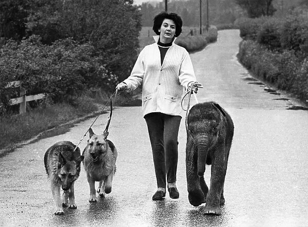Taking the dogs for a walk suddenly became a jumbo-size job when Mrs