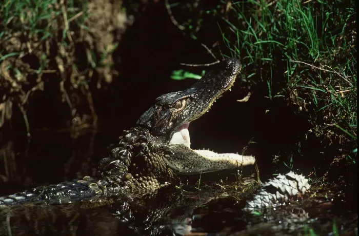 Framed Print : Aligator At Sawgrass Framed Print : Aligator At Sawgrass