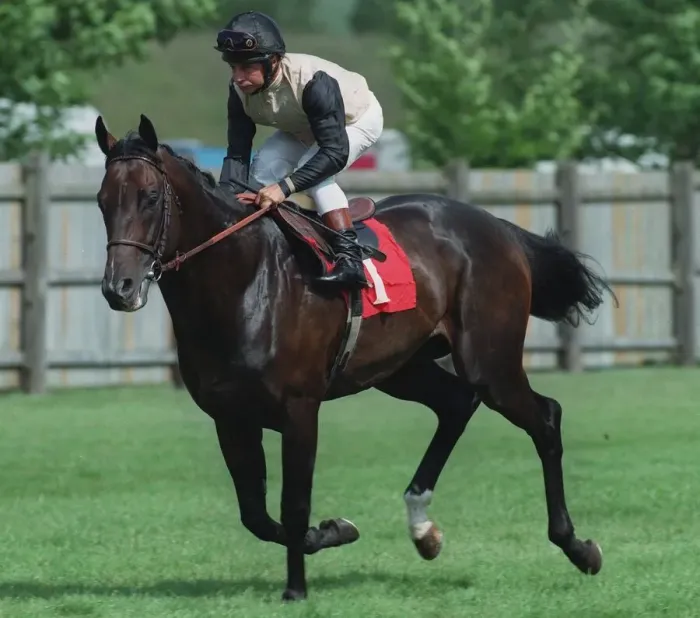 Framed Print : Anabaa Ridden By Freddy Head 18 September 1996 Date: 18 September 1996