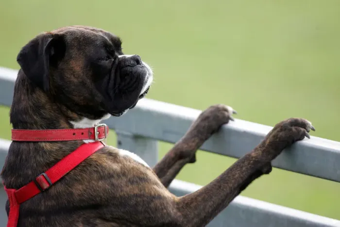 Framed Print : Boxer Dog Watches Cricket Framed Print : Boxer Dog Watches Cricket