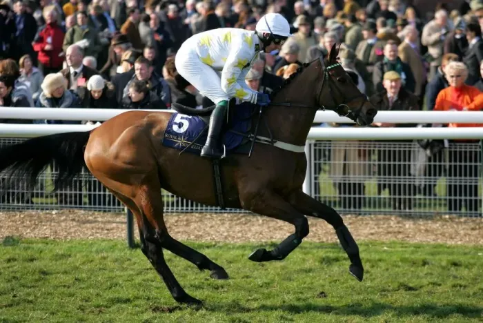 Framed Print : Chopneyev Ridden By A.Dobbin Cheltenham Festival 2006 Cheltenham Racecourse Framed Print : Chopneyev Ridden By A.Dobbin Cheltenham Festival 2006 Cheltenham Racecourse