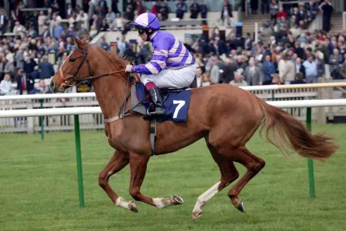 Framed Print : Comintrue Ridden By J.Quinn Newmarket Craven Meeting Newmarket Racecourse Framed Print : Comintrue Ridden By J.Quinn Newmarket Craven Meeting Newmarket Racecourse