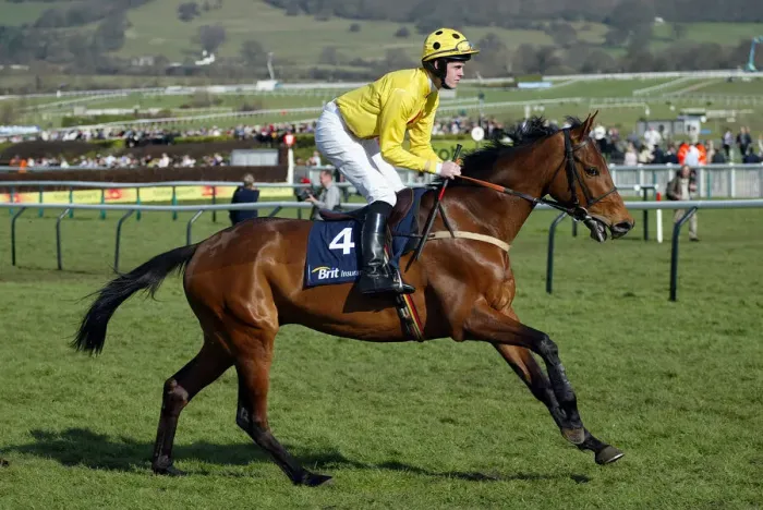Framed Print : Delvento Ridden By A.J.Mcnamara Cheltenham Festival 2005 Cheltenham Racecourse Framed Print : Delvento Ridden By A.J.Mcnamara Cheltenham Festival 2005 Cheltenham Racecourse