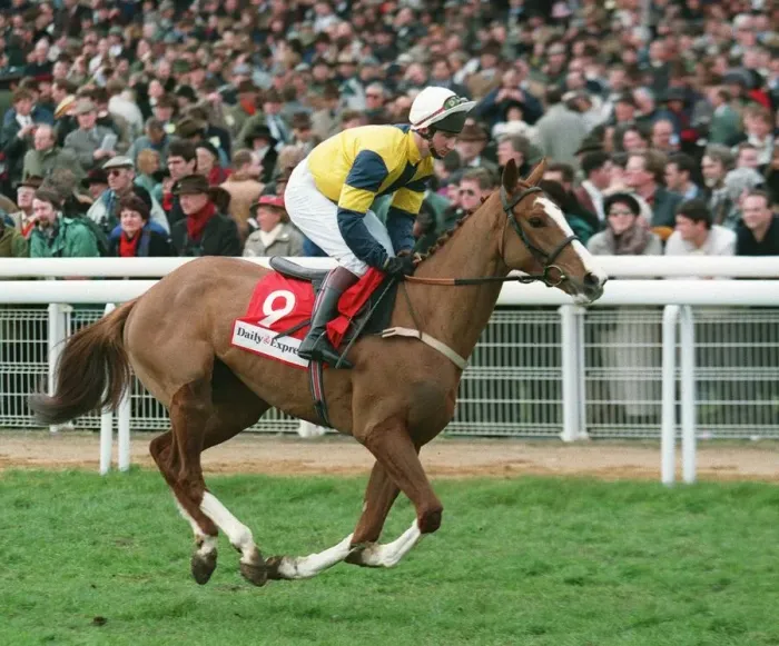 Framed Print : Dr Leunt Racehorse 14 March 1995 Date: 14 March 1995 Framed Print : Dr Leunt Racehorse 14 March 1995 Date: 14 March 1995