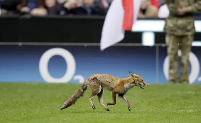 Framed Print : Fox On Twickenham Pitch Framed Print : Fox On Twickenham Pitch