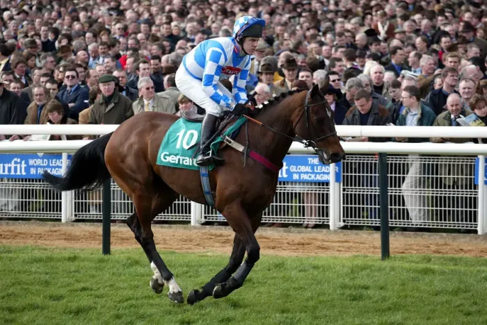 Framed Print : Hitman Ridden By B.Fenton Cheltenham Festival Cheltenham Racecourse