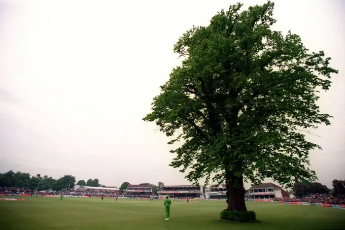Framed Print : Lime Tree At Canterbury Framed Print : Lime Tree At Canterbury