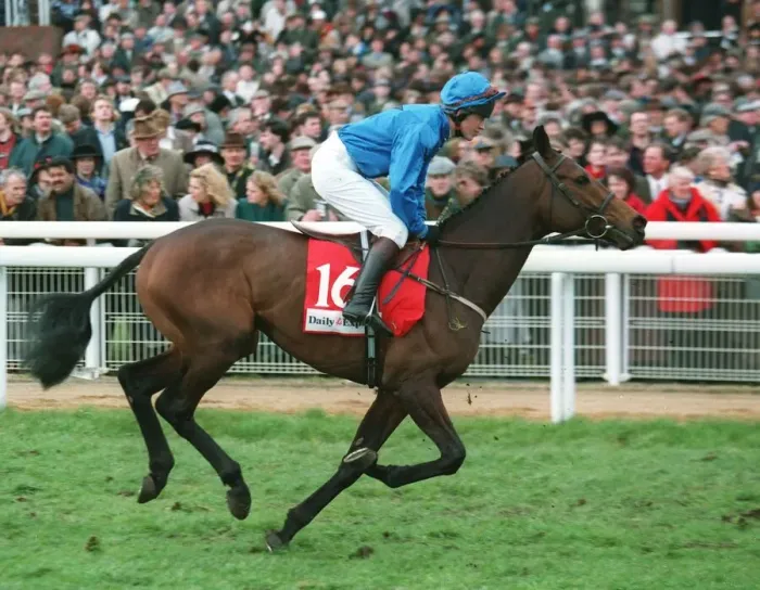 Framed Print : Marlino Racehorse 14 March 1995 Date: 14 March 1995
