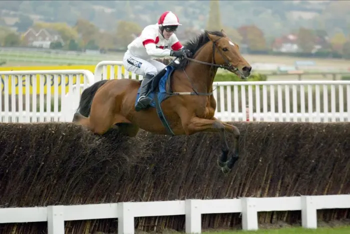 Framed Print : Puntal Ridden By A.P.Mccoy Cheltenham Races Cheltenham Racecourse Framed Print : Puntal Ridden By A.P.Mccoy Cheltenham Races Cheltenham Racecourse