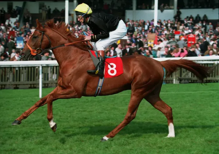 Framed Print : Redenham Ridden By Lester Piggott 18 April 1993 Date: 18 April 1993 Framed Print : Redenham Ridden By Lester Piggott 18 April 1993 Date: 18 April 1993