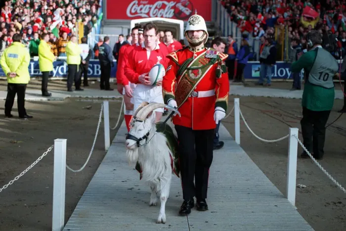 Framed Print : Regiment Mascot Leads Wales
