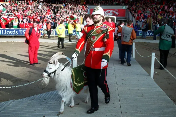 Framed Print : Regiment Mascot Leads Wales Framed Print : Regiment Mascot Leads Wales