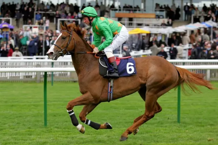 Framed Print : Startengo Ridden By J.F.Egan Craven Meeting, Newmarket Rowley Mile Course Framed Print : Startengo Ridden By J.F.Egan Craven Meeting, Newmarket Rowley Mile Course