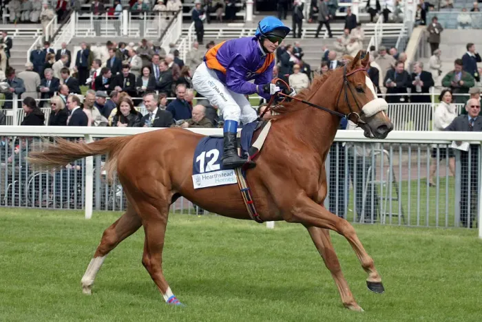 Framed Print : Steenberg Ridden By P.Robinson York Racecourse May Meeting 20 York Racecourse Framed Print : Steenberg Ridden By P.Robinson York Racecourse May Meeting 20 York Racecourse