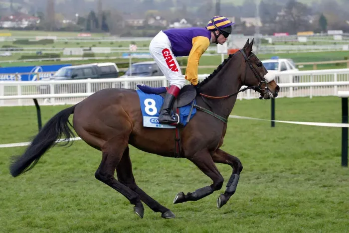 Framed Print : Thari Ridden By P.Carberry Cheltenham Festival 2003 Cheltenham Racecourse Framed Print : Thari Ridden By P.Carberry Cheltenham Festival 2003 Cheltenham Racecourse