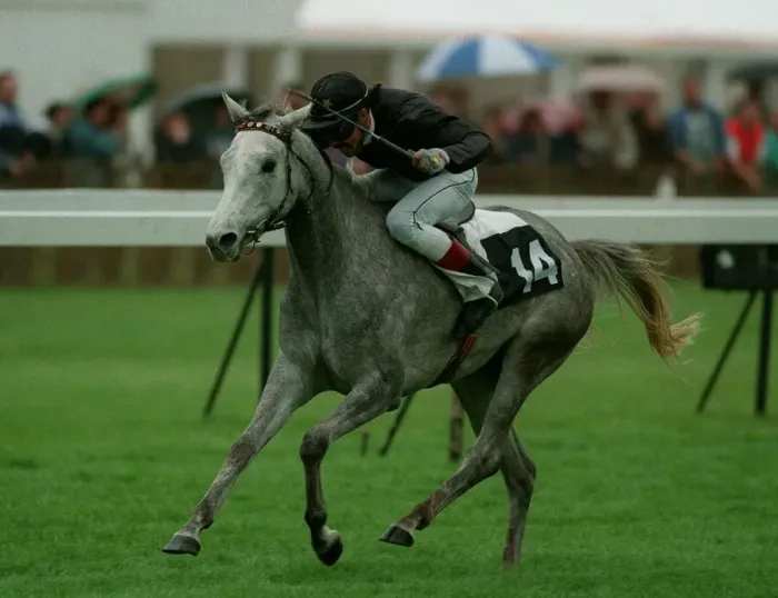 Framed Print : Zayna Wins Wins Emirates Arab