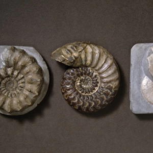 Ammonite selection