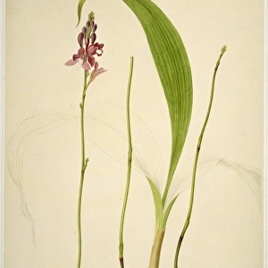 Bletia verecunda, tropical orchid
