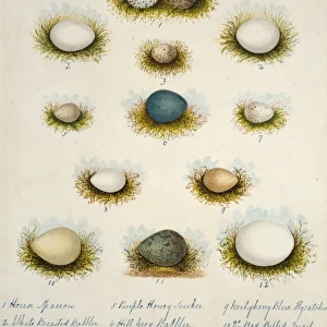 Collection of birds eggs