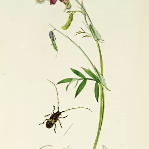 Curtis British Entomology Plate 172