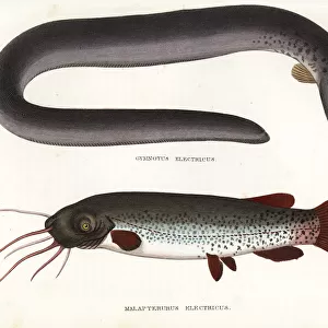 Electric eel and electric catfish