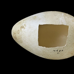 Emperor penguin egg