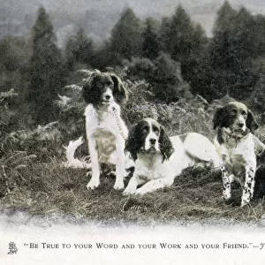 Four fine English Springer Spaniels in a patch of heathland