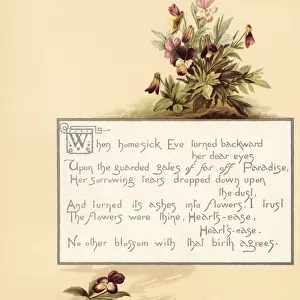 Heartsease, Viola tricolor, with calligraphic poem in box
